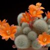 Rebutia_hoffmanii